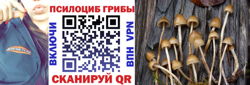 Купить закладки  Черкесск  Галлюциногенные грибы Psilocybine cubensis 